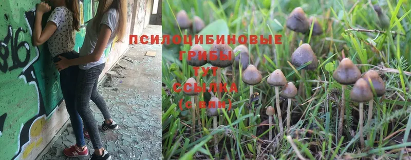 Псилоцибиновые грибы Psilocybine cubensis  Волгоград 